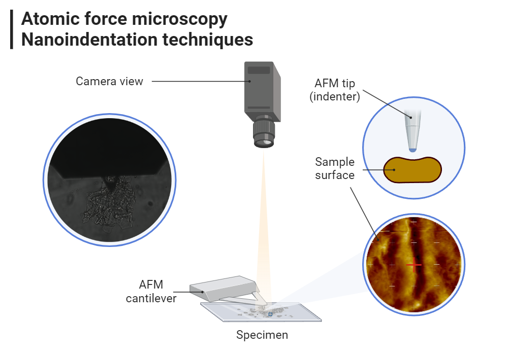 BioRender App