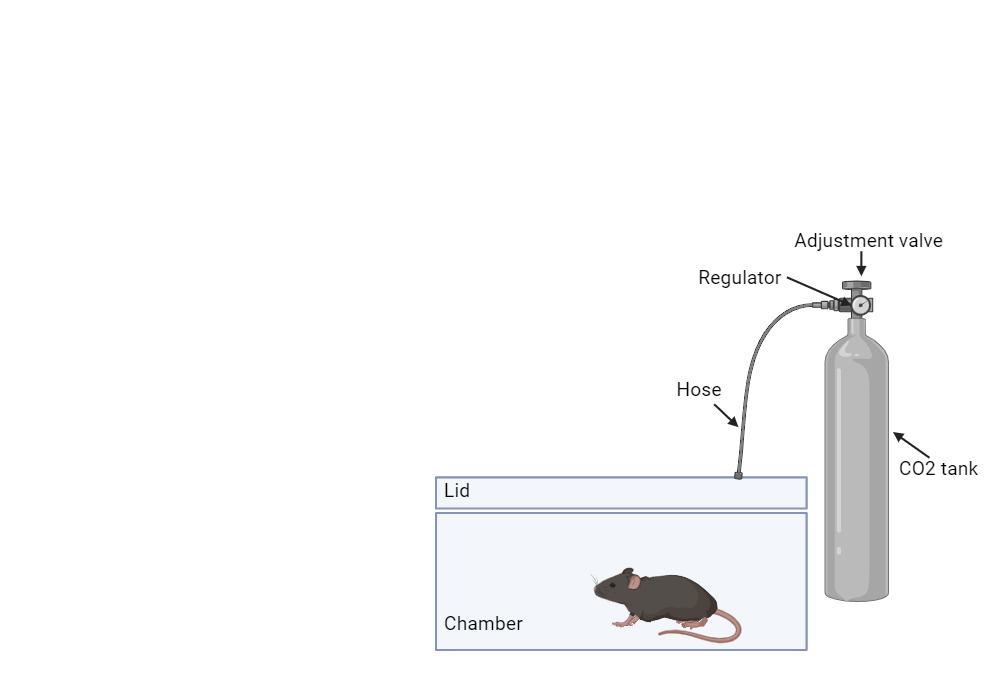 BioRender App