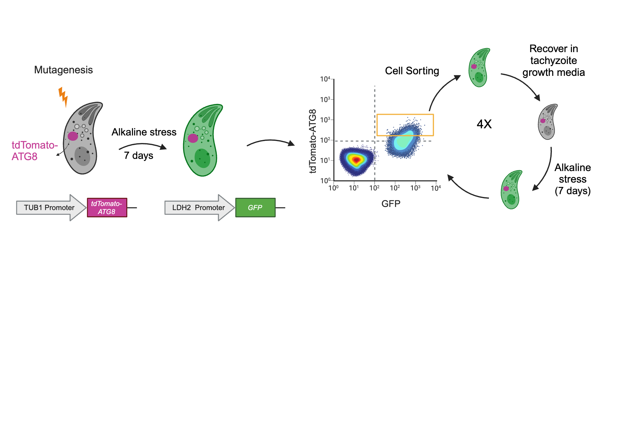 BioRender App