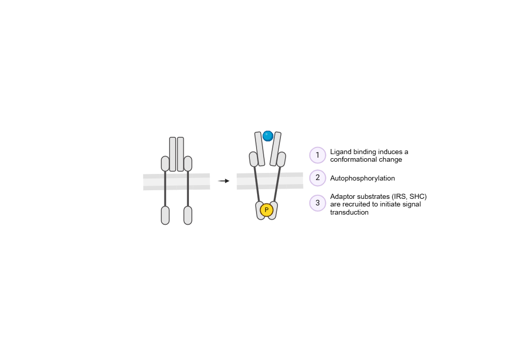 BioRender App