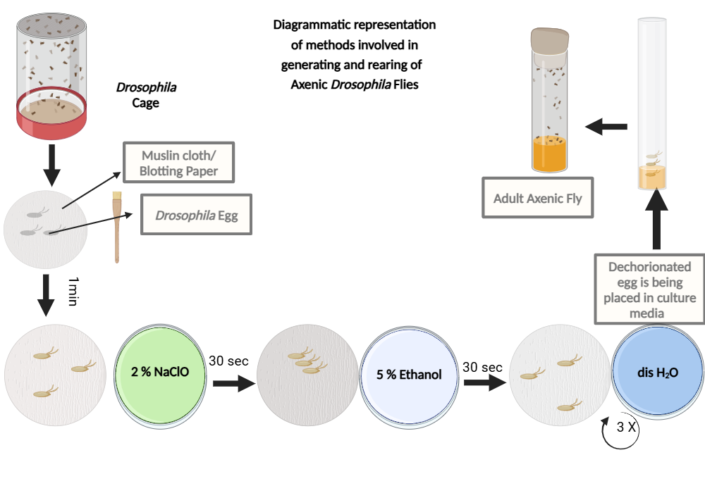 BioRender App