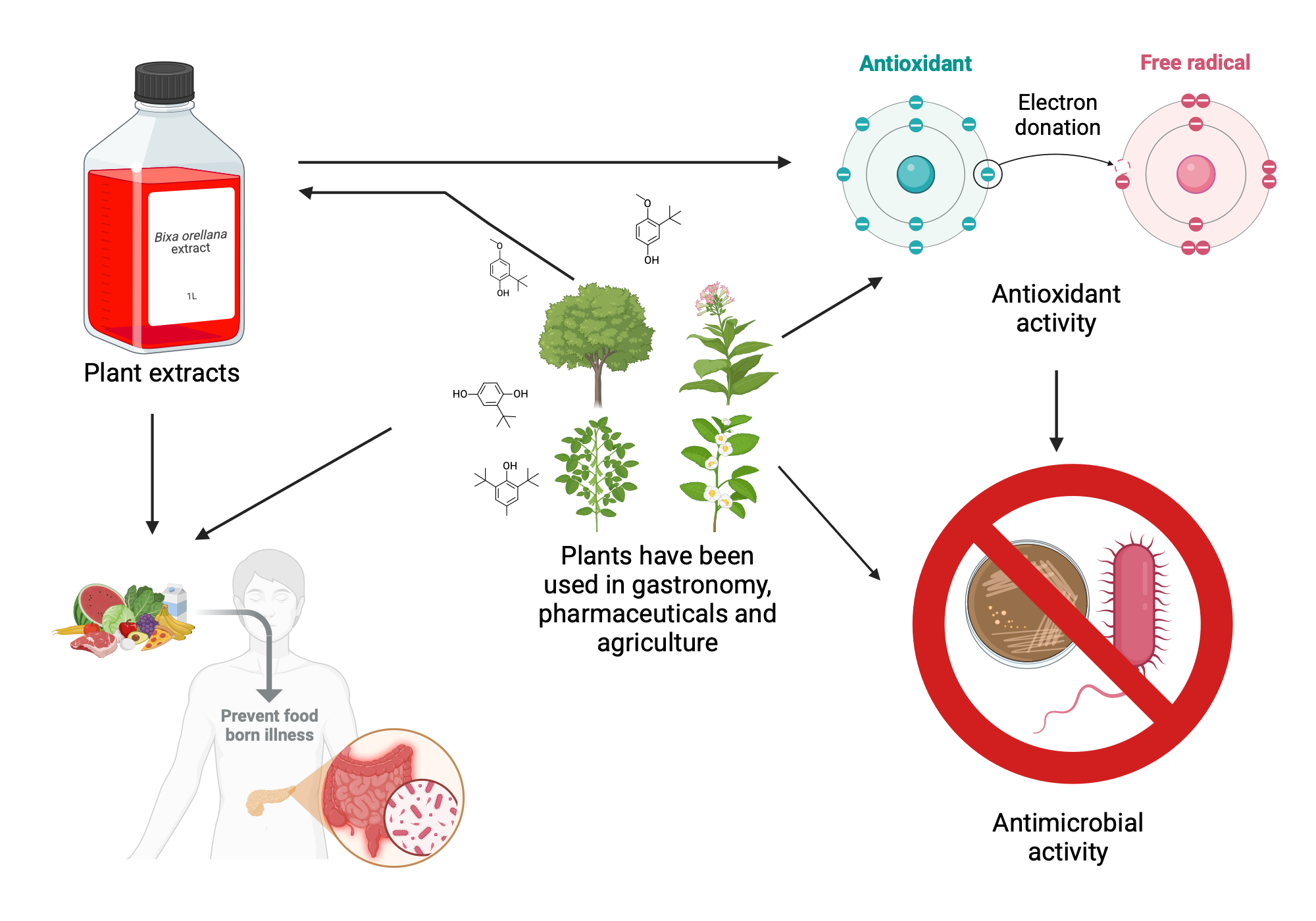Antimicrobial and antioxidant effect of plant extracts